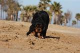 CAVALIER KING CHARLES 477